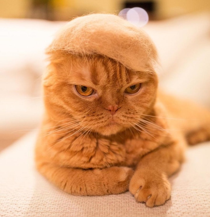 el-gato-de-donald-trump